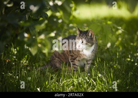 Die alte Tabby-Katze wartet im Gras unter dem Baum und sie ist bereit für die Jagd an sonnigen Tagen. Stockfoto