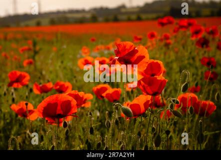 Nach mehreren heißen Sommertagen platzte ein roter Teppich, während Felder mit wildem Mohn (Papaveraceae) zu Blüten wurden, die am frühen Morgen gefangen wurden Stockfoto