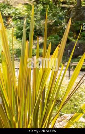 Zürich, Schweiz, 22. Mai 2023 Unbekannt, Pflanzen im botanischen Garten Stockfoto