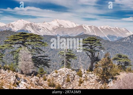 Seltener und vom Aussterben bedrohter libanesischer Zedernwald im schneebedeckten Tahtali Berg in der Türkei im Frühling Stockfoto