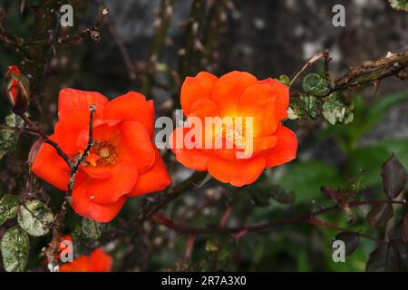 Rosa, herzliche Begrüßung, (Chewizz), Miniatur Kletterrose. Stockfoto