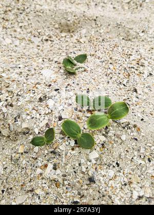 Grüne Sprossen. Starke grüne Sprossen. Ein junger Rosenkohl hat sich im Sand am Strand ausgebreitet. Starkes Wachstum. Leben auf dem Planeten. Stockfoto