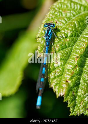 Nahaufnahme des männlichen Blauschwanzfliegens (Enallagma cyathigerum) Stockfoto