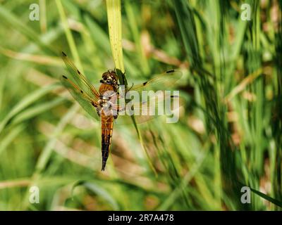Vierfleckskimmer (Libellula quadrimaculata) Stockfoto