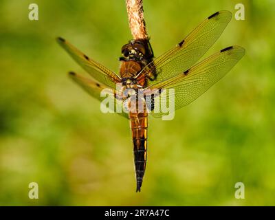 Vierfleckiger Skimmer (Libellula quadrimaculata) vor einem sauberen grünen Hintergrund mit Platz für Kopien Stockfoto