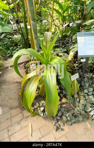 Zürich, Schweiz, 22. Mai 2023 Giftzwiebelpflanze oder Crinum Asiaticum im botanischen Garten Stockfoto