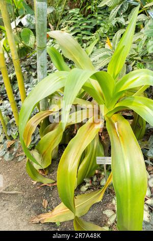 Zürich, Schweiz, 22. Mai 2023 Giftzwiebelpflanze oder Crinum Asiaticum im botanischen Garten Stockfoto