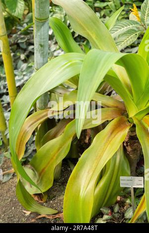 Zürich, Schweiz, 22. Mai 2023 Giftzwiebelpflanze oder Crinum Asiaticum im botanischen Garten Stockfoto