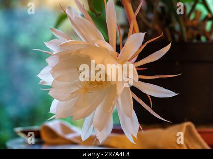 Königin der Nacht (Epiphyllum oxypetalum) seltene Blume. Blüht selten - oft nur einmal im Jahr - und nur nachts, und die Blume ist bei Sonnenaufgang verwelkt Stockfoto