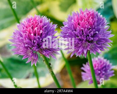 Nahaufnahme von Schnittlauch (Allium schoenoprasum), der in einem Kräutergarten blüht Stockfoto