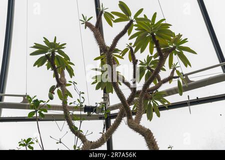 Zürich, Schweiz, 24. Mai 2023 Madagaskar-Palme oder Pachypodium lamerei-Pflanze im botanischen Garten Stockfoto