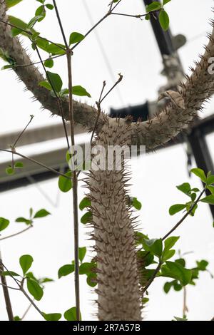 Zürich, Schweiz, 24. Mai 2023 Madagaskar-Palme oder Pachypodium lamerei-Pflanze im botanischen Garten Stockfoto