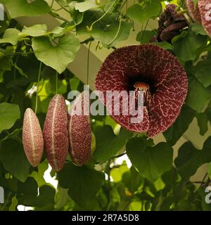 Aristolochia littoralis, aristolochia elegans, Calico-Blume, elegante Holländer-Pfeife Stockfoto