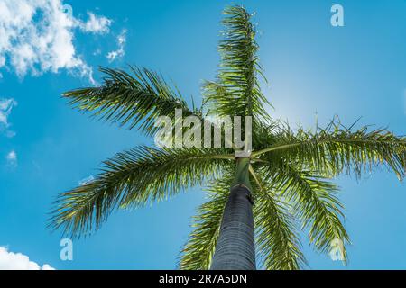 Ein Bild einer wunderschönen tropischen Palme vor einem atemberaubenden, hellblauen Himmel mit weißen, weichen Wolken, beleuchtet von der goldenen Sonne Stockfoto