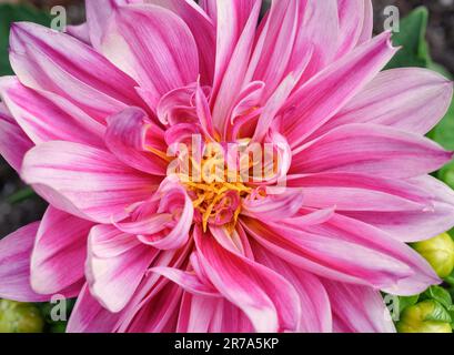 Rosa-weiße Dahlienblume mit gelbem Stamm Stockfoto