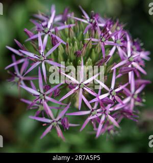 Allium cristophii, die persische Zwiebel oder der Stern von Persien, ist eine Zierpflanze mit violetten geometrischen Sternblüten Stockfoto