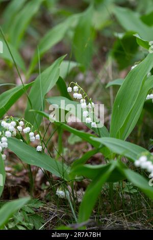 Lily des Tals, convallaria majlis, im Wald Stockfoto