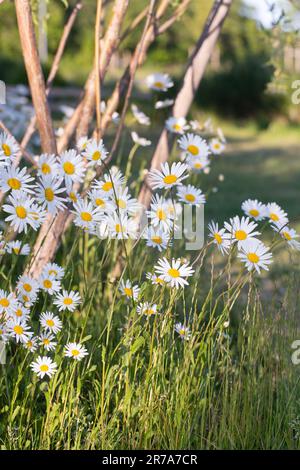 Oxyeye-Gänseblümchen auf einer Wiese im Abendlicht Stockfoto