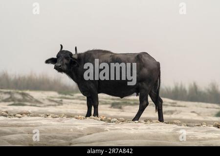 Wasserbüffel (Bubalus bubalis), auch als Hauswasserbüffel oder asiatischer Wasserbüffel bezeichnet, beobachtet in Gajoldaba in Westbengalen, Indien Stockfoto