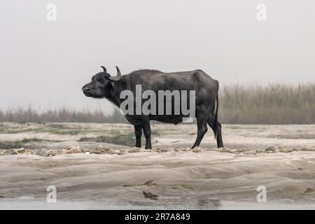 Wasserbüffel (Bubalus bubalis), auch als Hauswasserbüffel oder asiatischer Wasserbüffel bezeichnet, beobachtet in Gajoldaba in Westbengalen, Indien Stockfoto