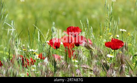 Die leuchtenden roten Mohnblumen im grünen Feld. Stockfoto
