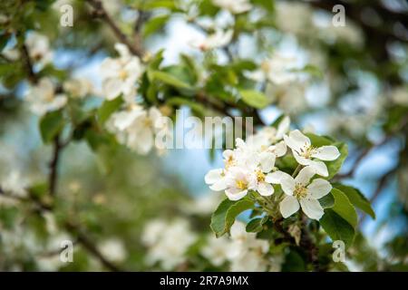 Blühen von Apfel-, Kirschen- und anderen Obstbäumen im Frühling Stockfoto