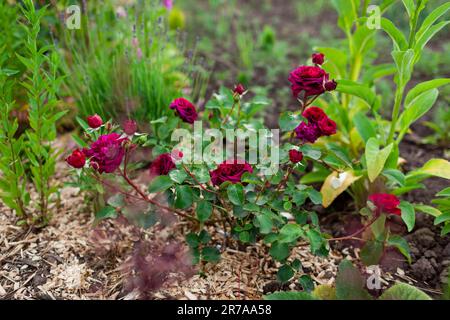 Burgunder Prinz Rose blüht im Sommergarten. Englische Rose mit lila roten Blumen wächst auf einem Blumenbeet, das mit Holzmulch bedeckt ist Stockfoto