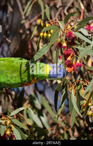 Regenbogenlorikeet (Trichoglossus moluccanus) am Eukalyptusbaum, Melbourne, Victoria, Australien. Stockfoto