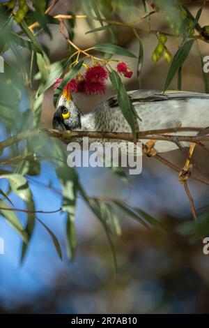 Der laute Bergmann (Manorina melanocephala) auf dem Eukalyptusbaum, Melbourne, Victoria, Australien. Stockfoto