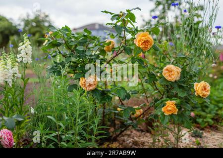 Goldene Sträucher mit gelben Rosenblüten im Sommergarten, weiße Handschuhe und blaue Junggesellen-Knöpfe. Amerikanische Auswahl. Stockfoto