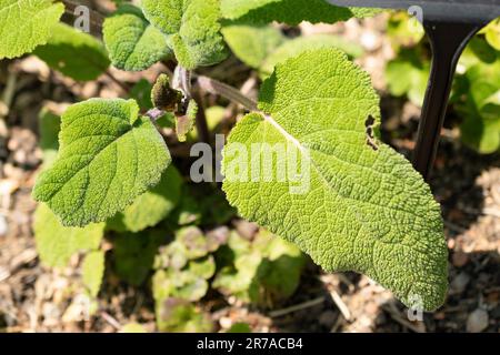 Zürich, Schweiz, 22. Mai 2023 Salvia verlässt den botanischen Garten Stockfoto