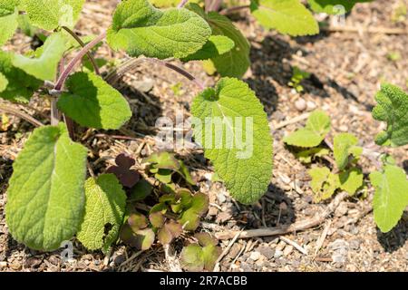 Zürich, Schweiz, 22. Mai 2023 Salvia verlässt den botanischen Garten Stockfoto