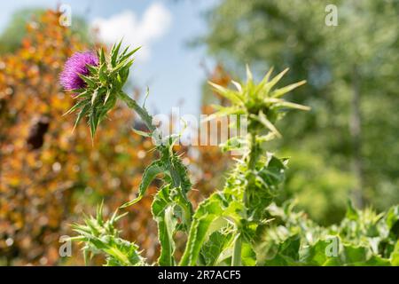 Zürich, Schweiz, 22. Mai 2023 Marys Distel oder Silybum Marianum im botanischen Garten Stockfoto