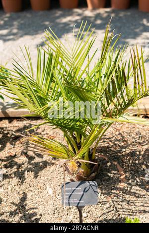 Zürich, Schweiz, 22. Mai 2023 chilenische Weinpalme oder Jubaea Chilensis im botanischen Garten Stockfoto