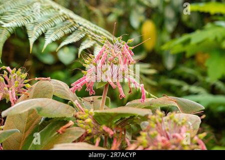 Zürich, Schweiz, 22. Mai 2023 Sinningia im botanischen Garten Stockfoto