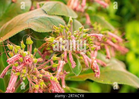 Zürich, Schweiz, 22. Mai 2023 Sinningia im botanischen Garten Stockfoto