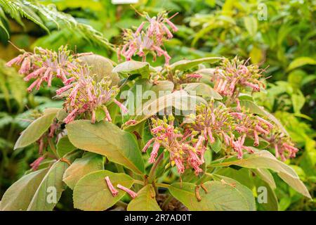 Zürich, Schweiz, 22. Mai 2023 Sinningia im botanischen Garten Stockfoto