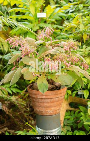 Zürich, Schweiz, 22. Mai 2023 Sinningia im botanischen Garten Stockfoto