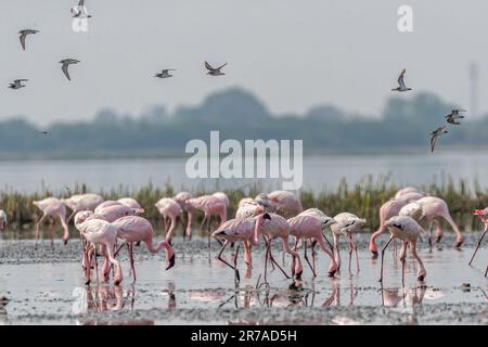Eine Herde von Sandtauben, die in Flamingos im See landen Stockfoto