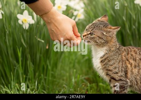 Eine junge weiße Frau füttert eine graue Katze aus ihrer Hand, die Katze versucht, etwas von den Händen der Frau zu essen, sie ist sehr hungrig und hat keine Angst vor Menschen Stockfoto