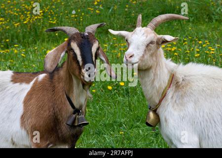 Zwei gehörnte Ziegen mit Glocken in Nahaufnahme auf einer grünen Wiese Stockfoto