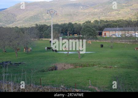 Kühe in Dehesa de Extremadura im Frühling Villar de Plasencia waagerecht an einem sonnigen Tag Stockfoto