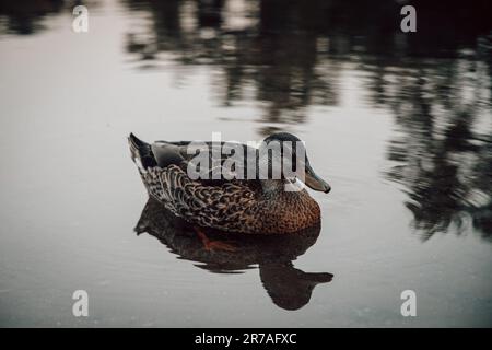 Eine Mallard-Ente, die in einem See schwimmt, gefangen in einem ruhigen und ruhigen Moment Stockfoto