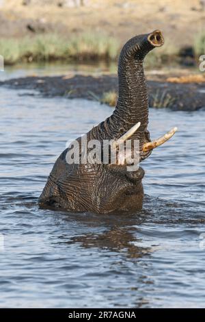 Elefantenbulle (Loxodonta africana), unter Wasser, nur Kopf über der Wasseroberfläche mit angehobenem Stamm, baden. Etosha-Nationalpark, Namibia, Afrika Stockfoto