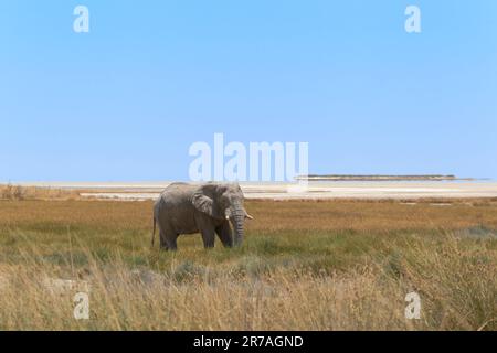 Elefantenbulle ( Loxodonta africana), die sich am Rand der Salzpfanne des Etosha-Nationalparks in Namibia von üppigem Gras ernähren. Afrika Stockfoto