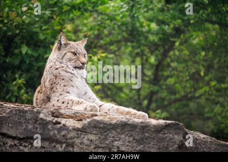 Eurasischer Luchs auf Felsen in der Natur Stockfoto