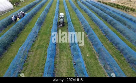 Quedlinburg, Deutschland. 14. Juni 2023. Haskapberry-Pflanzen werden auf einem Versuchsfeld des Staatlichen Instituts für Landwirtschaft und Gartenbau in Sachsen-Anhalt mit Netzen geschützt. Während einer Führung durch das experimentelle Feld des Staatlichen Instituts für Landwirtschaft und Gartenbau wurde den Besuchern die haskap-Beere, auch Mayberry genannt, vorgestellt. Es ist eine Mischung aus Heidelbeere, Brombeere und Himbeere und reich an Vitamin C., Landesanstalt für Landwirtschaft und Gartenbau in Quedlinburg experimentiert mit dieser Beere. Kredit: Matthias Bein/dpa/Alamy Live News Stockfoto