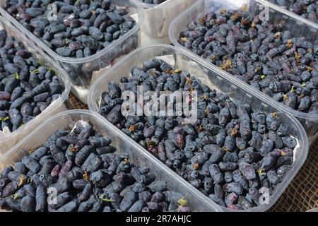 Quedlinburg, Deutschland. 14. Juni 2023. Geerntete haskap-Beeren werden im Staatlichen Institut für Landwirtschaft und Gartenbau in Sachsen-Anhalt in einer Schüssel präsentiert. Bei einer experimentellen Feldbesichtigung des State Institute of Agriculture and Horticulture wurden die Besucher mit der haskap-Beere, auch bekannt als Mayberry, vertraut gemacht. Es ist eine Mischung aus Heidelbeere, Brombeere und Himbeere und reich an Vitamin C., Landesanstalt für Landwirtschaft und Gartenbau in Quedlinburg experimentiert mit dieser Beere. Kredit: Matthias Bein/dpa/Alamy Live News Stockfoto