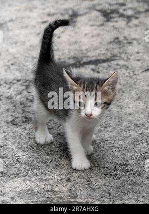 Süßes Kätzchen, das nach der Katze sucht. Stockfoto