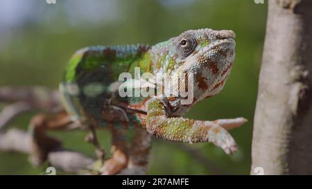 Bright Panther Chamäleon (Furcifer pardalis) Klettern auf Baumäste Stockfoto